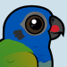 Blue-headed Parrot
