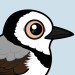 White-fronted Chat