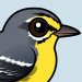 Adelaide's Warbler