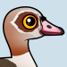 Egyptian Goose