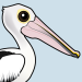 Australian Pelican