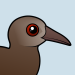 Lord Howe Woodhen