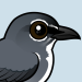 Spectacled Flowerpecker