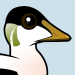 Common Eider