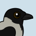 Hooded Crow