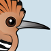 Hoopoe