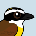 Great Kiskadee