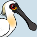 Black-faced Spoonbill