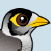 Noisy Miner