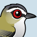 Red-eyed Vireo