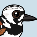 Ruddy Turnstone