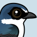 White-rumped Swallow