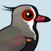 Southern Lapwing