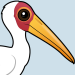 Yellow-billed Stork