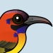 Mrs. Gould's Sunbird