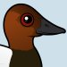 Canvasback