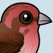 Purple Finch
