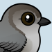 Bushtit