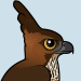 Javan Hawk-Eagle