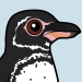 Galapagos Penguin