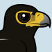 Verreaux’s Eagle
