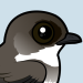 Bank Swallow