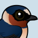 Cliff Swallow