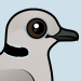 Ring-necked Dove
