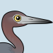 Little Blue Heron