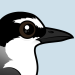 Bridled Tern