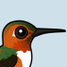 Allen's Hummingbird