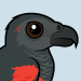 Pesquet's Parrot