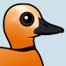 Ruddy Shelduck