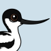 Pied Avocet