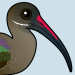 Hadada Ibis