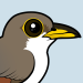 Yellow-billed Cuckoo