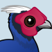 Vietnam Pheasant