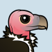 Lappet-faced Vulture