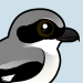 Loggerhead Shrike