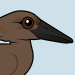 Hamerkop