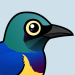 Golden-breasted Starling