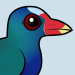 Purple Gallinule