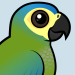 Red-bellied Macaw