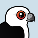 Swallow-tailed Kite