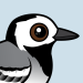 White Wagtail