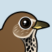 Hermit Thrush