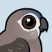Bourke's Parrot
