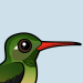Buff-bellied Hummingbird