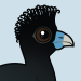 Blue-billed Curassow