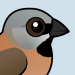 Black-throated Finch